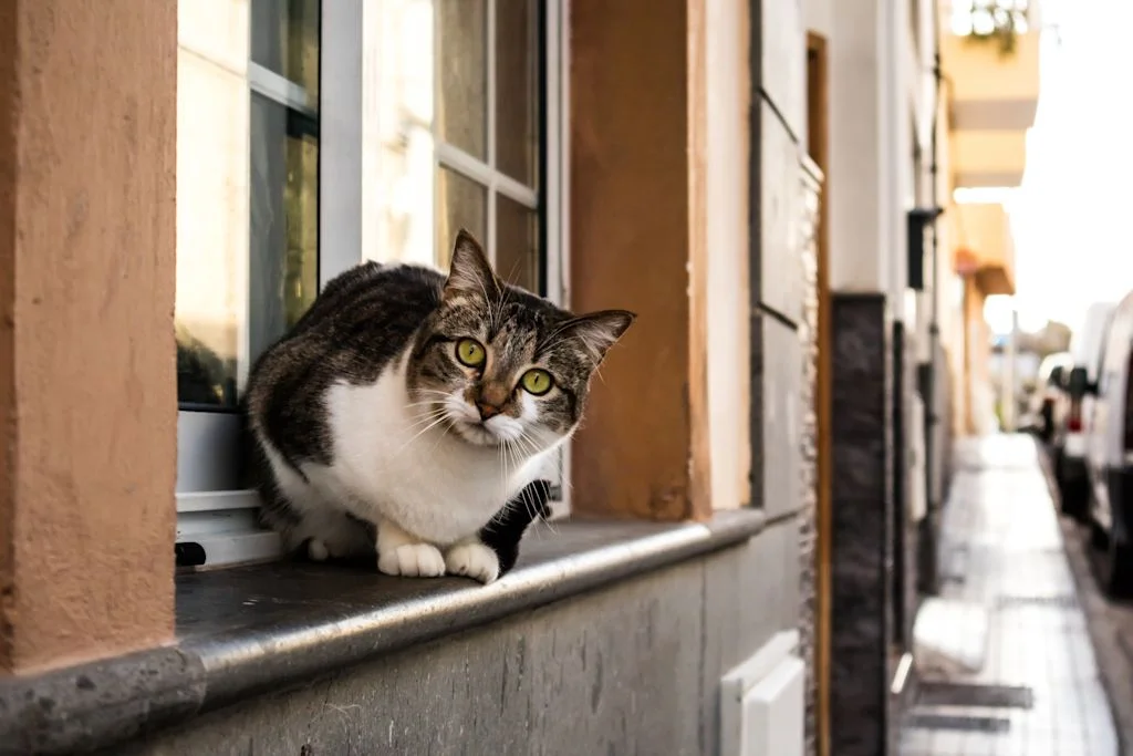Chat de goutti&egrave;re