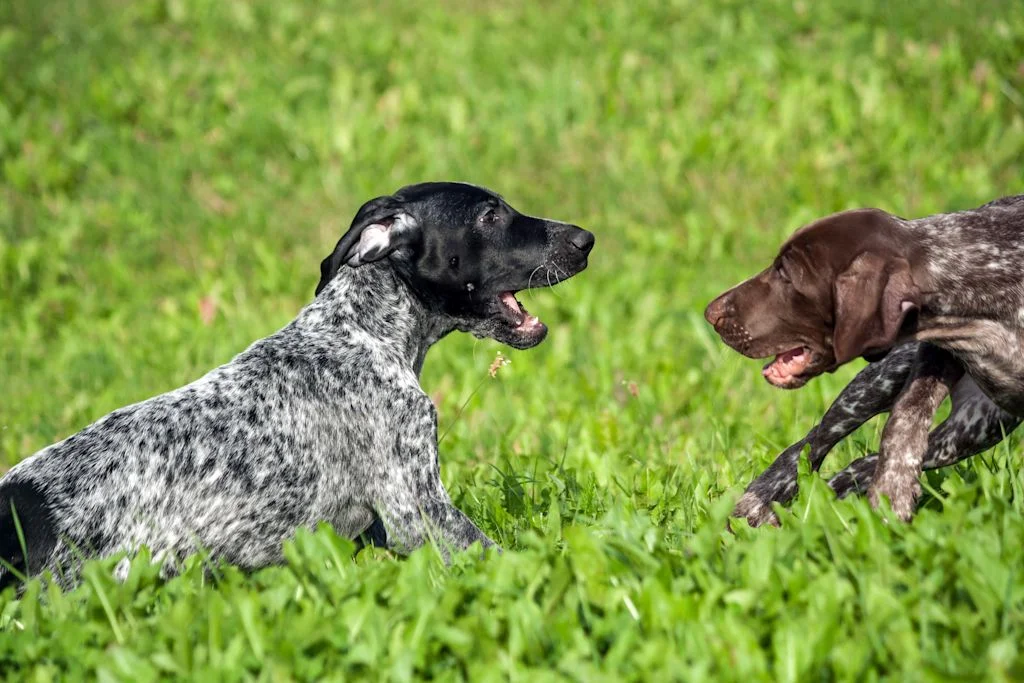 Chiots Braque Allemand