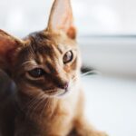 Race de Chat : Oriental Shorthair