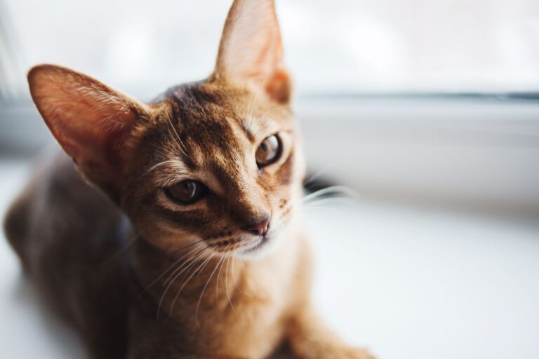 Oriental Shorthair