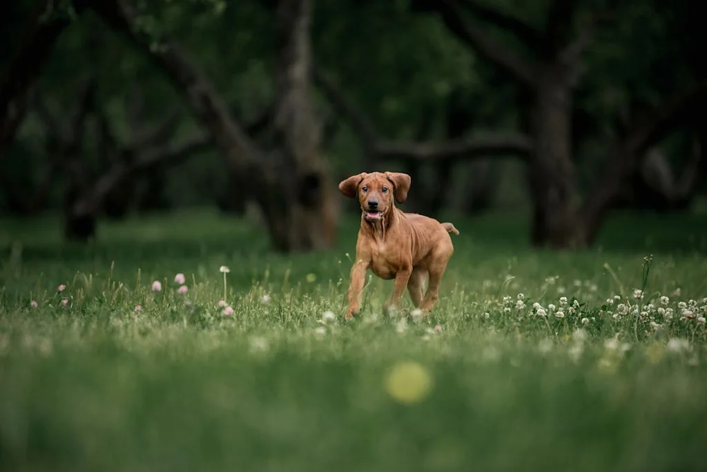 rhodesian ridgeback herbe
