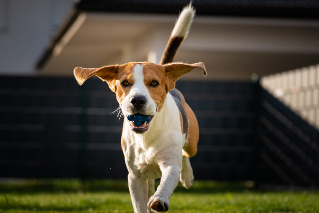 Beagle qui court