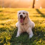 SV – Golden retriever