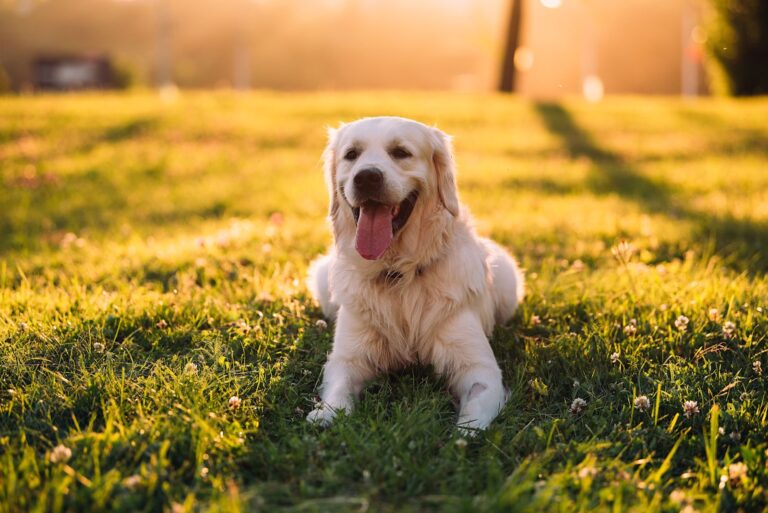 Golden retriever