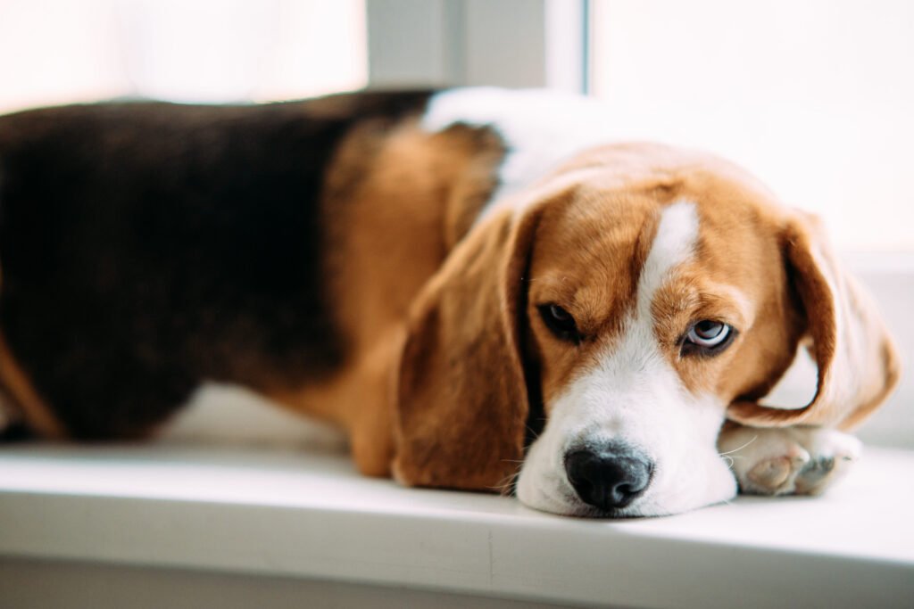 Beagle couché