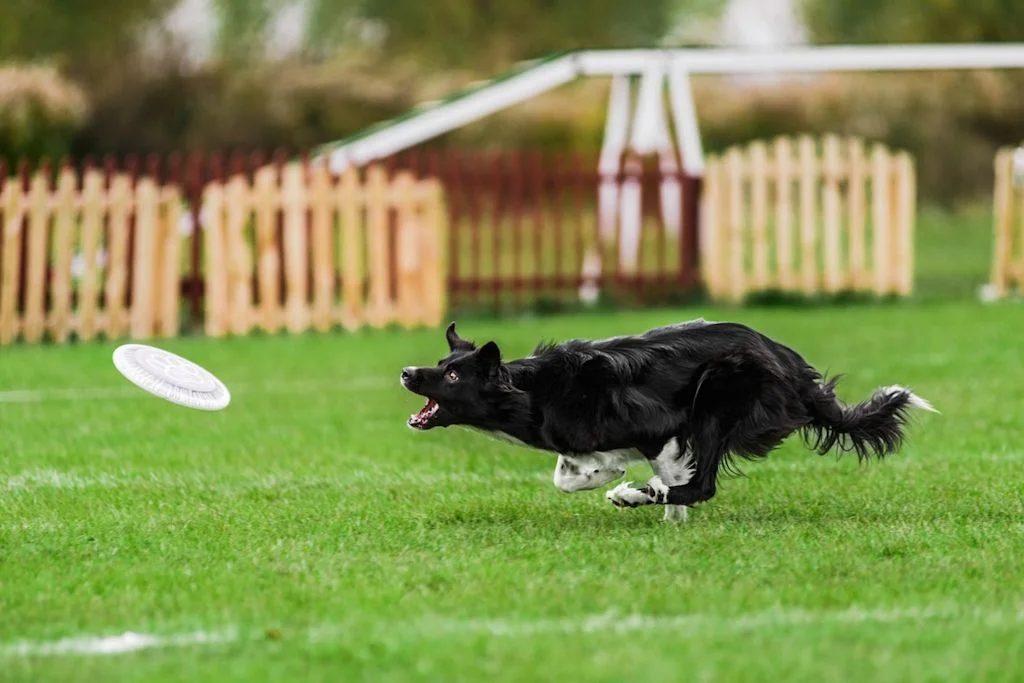 SV - border collie activit&eacute;