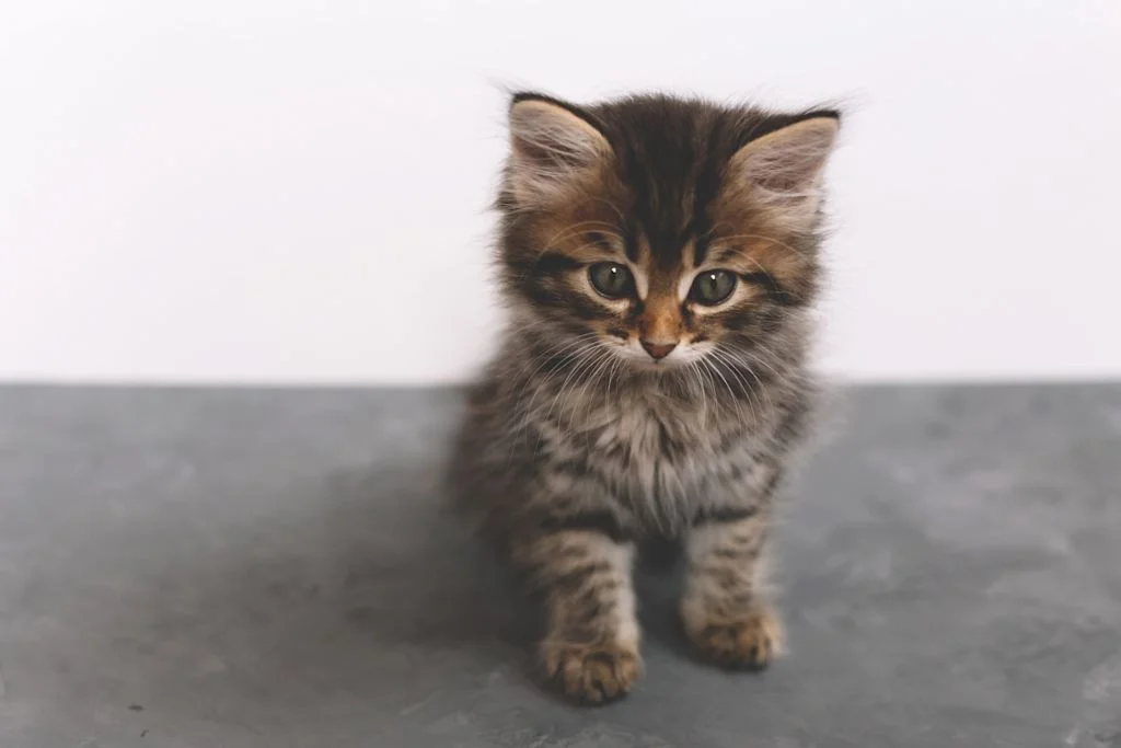 Chaton Norvégien