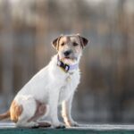 Race de chien : Parson Russel terrier
