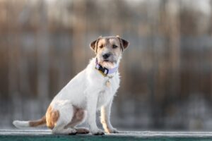 Parson Russel Terrier