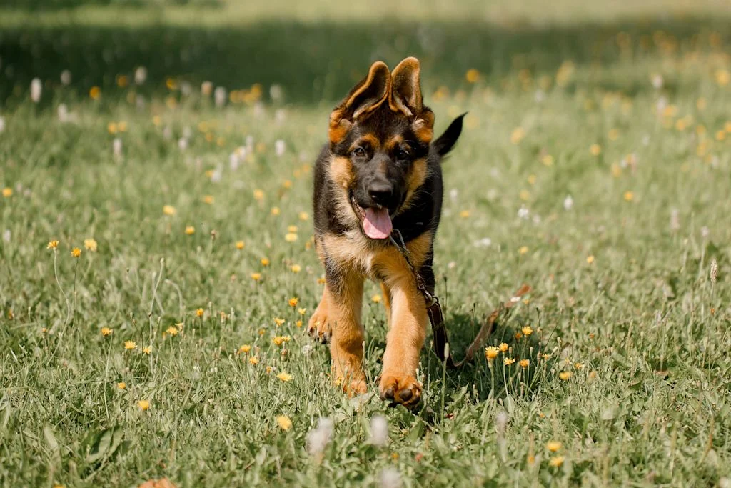 Chiot berger allemand