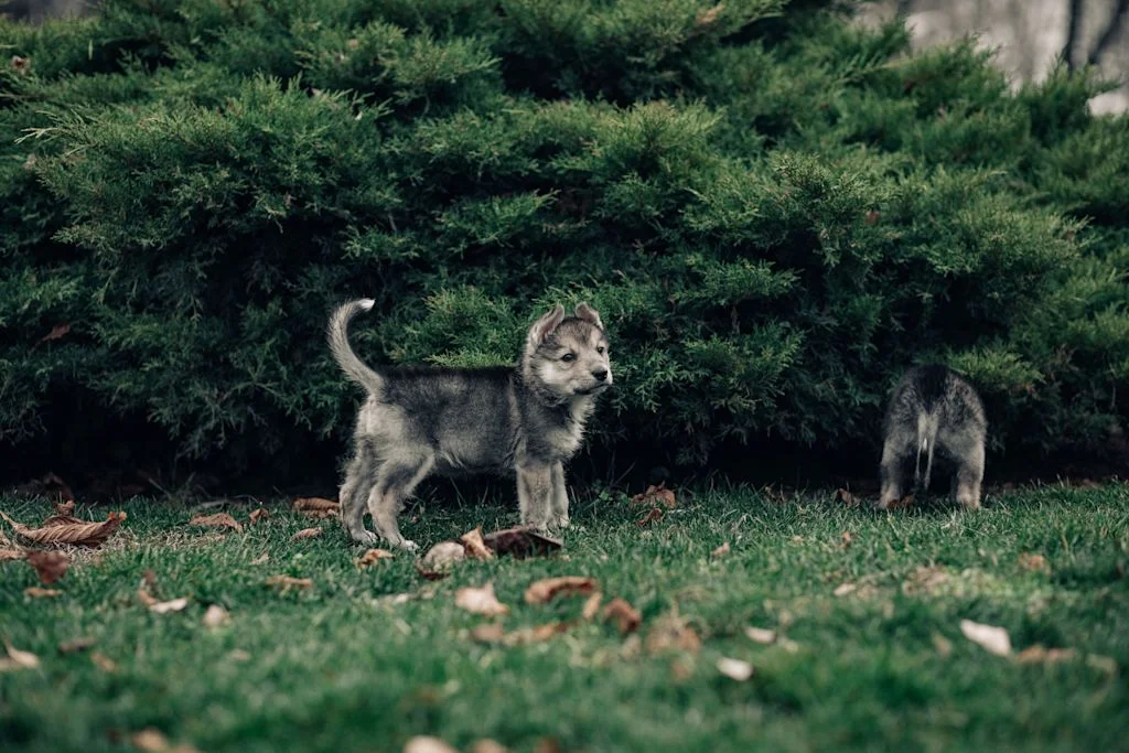 Chiot loup tchécoslovaque