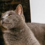 Race de Chat : Korat