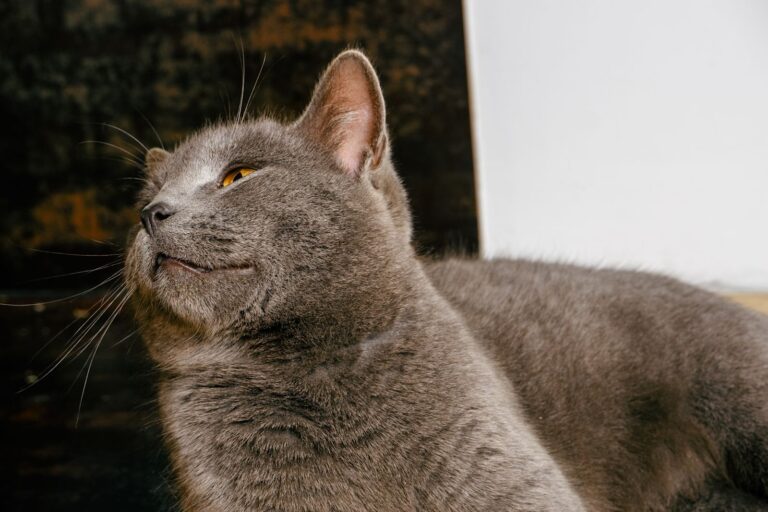 Korat