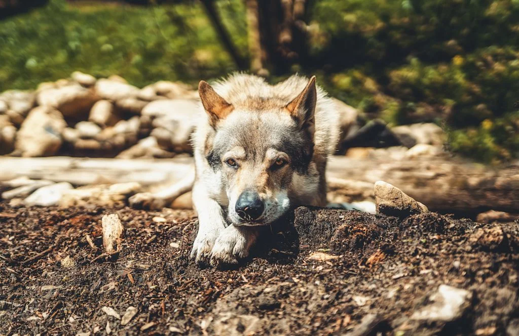 Chien loup tchécoslovaque adulte