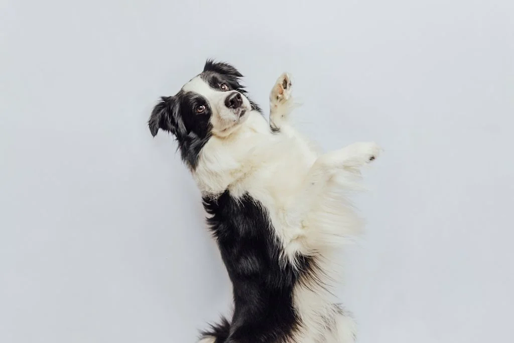 SV - border collie p&acirc;te