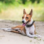 Race de chien : Basenji