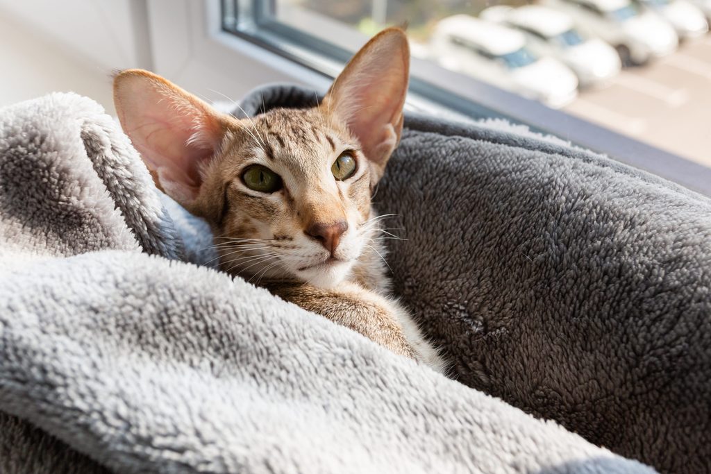 Oriental Shorthair qui dort