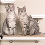 Race de Chat : Mau égyptien