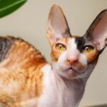 Race de Chat : Cornish rex