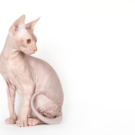 Race de Chat : Sphynx