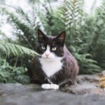 Race de Chat : Manx