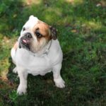 Bulldog anglais