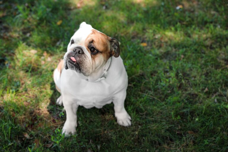 Bulldog Anglais (ou Bouledogue Anglais)