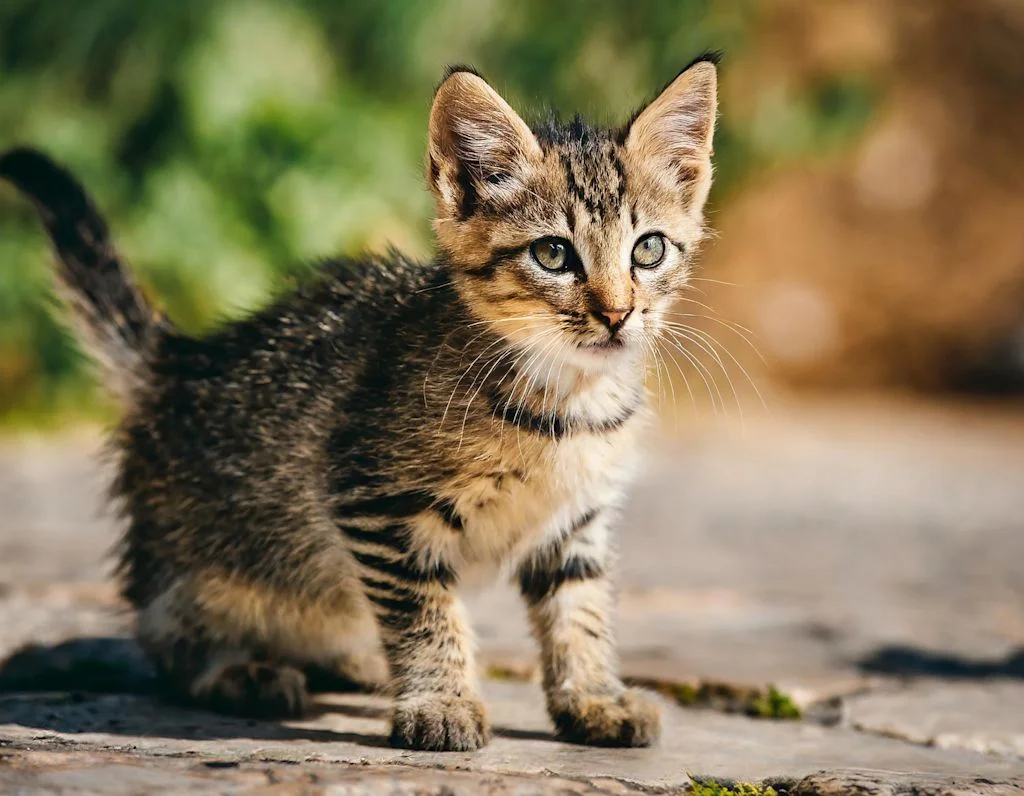 Chaton de goutti&egrave;re