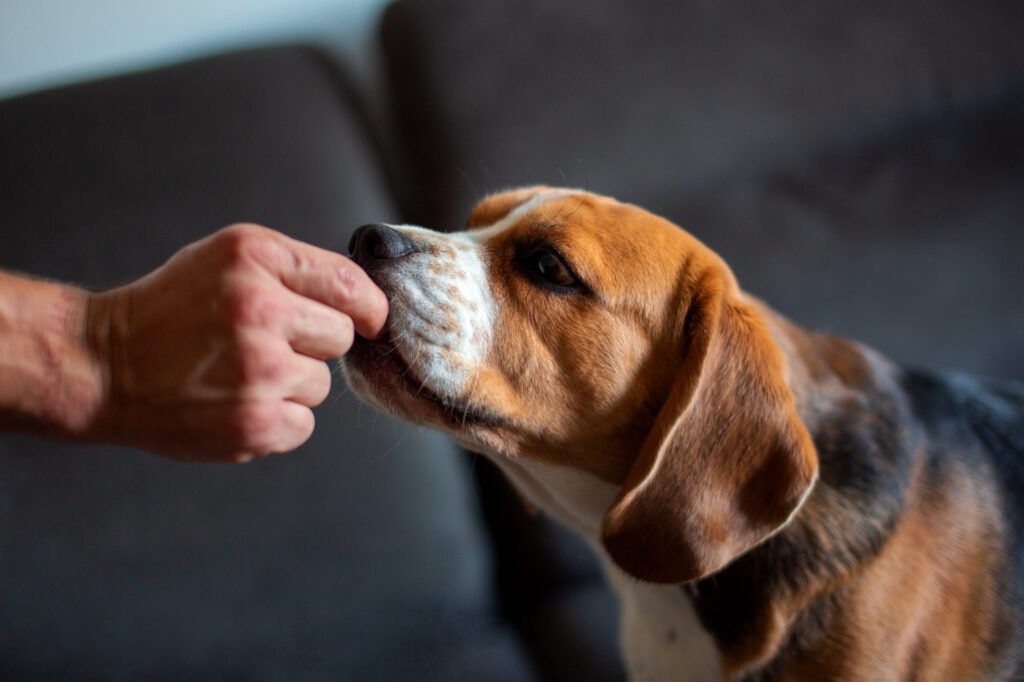 Beagle qui mange