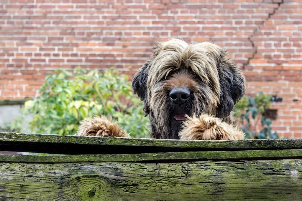 Briard adulte