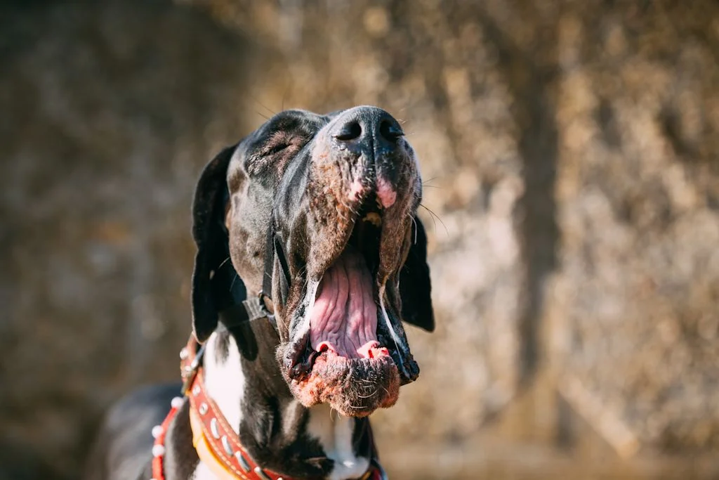 Dogue Allemand vieux