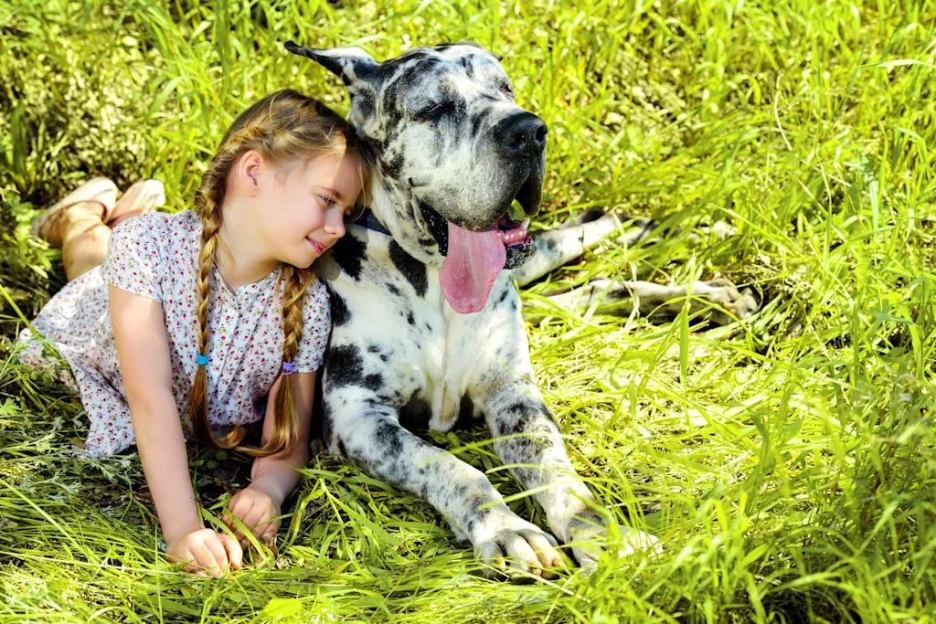 Dogue Allemand adulte