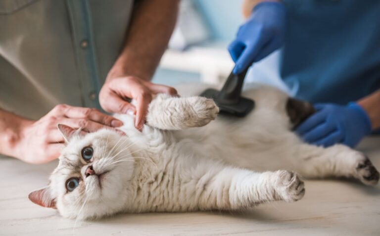Les maladies spécifiques du chat