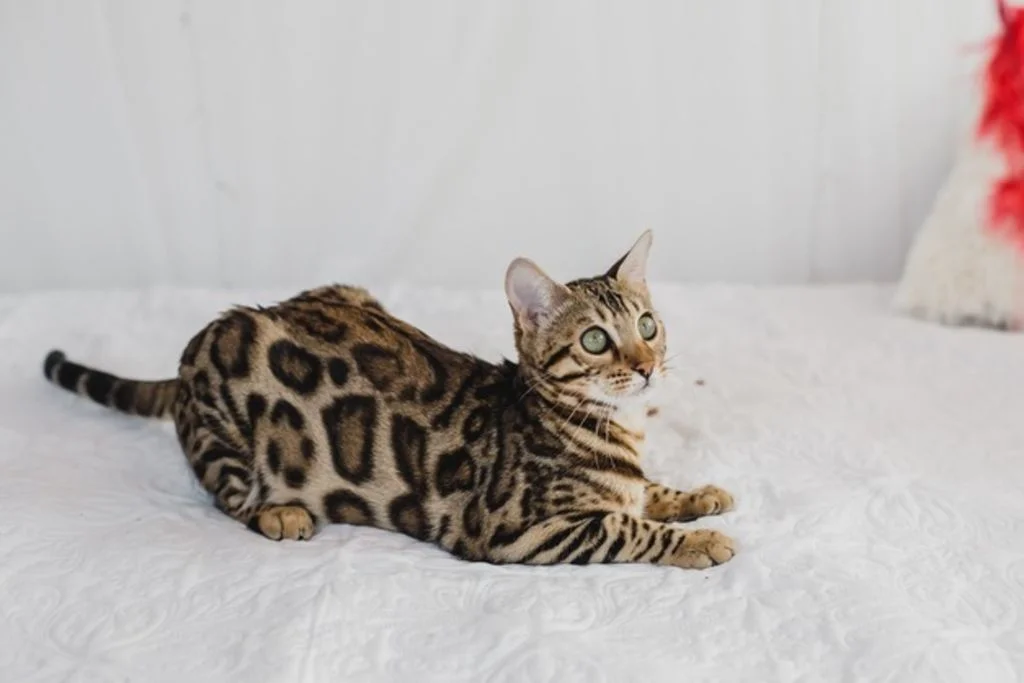 Bengal allong&eacute;