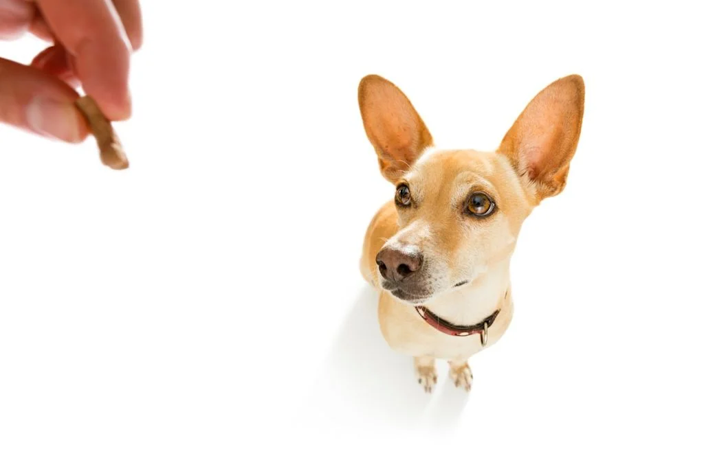 Chien oreilles lev&eacute;es