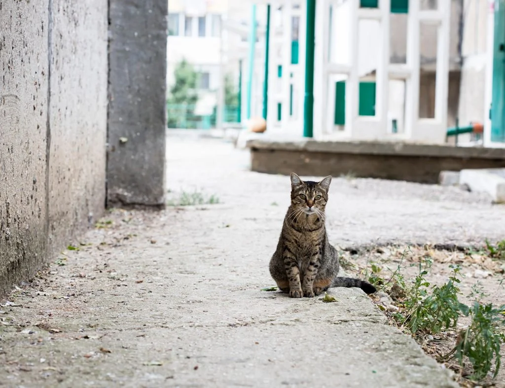 Chat de goutti&egrave;re adulte