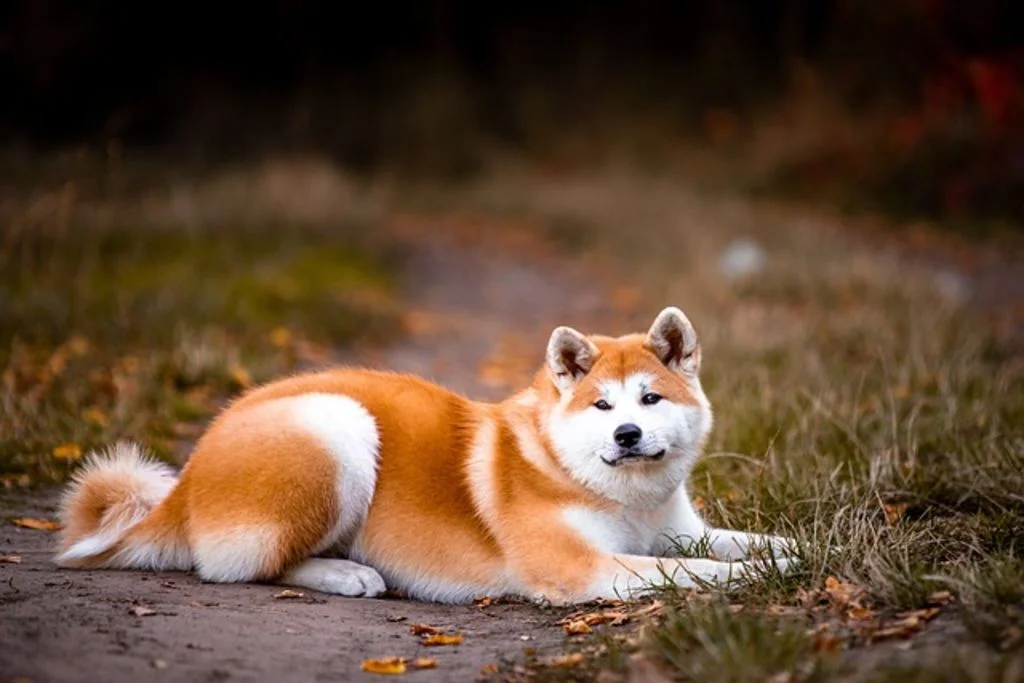 Akita couché