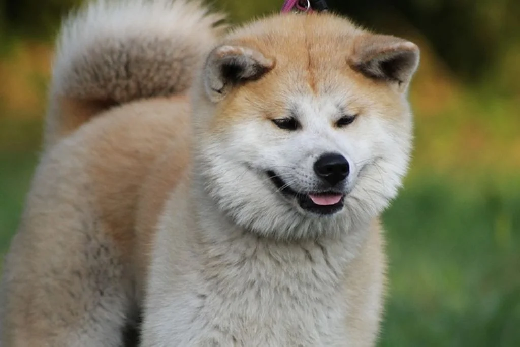 Akita inu  