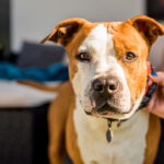 Race de chien : American Staffordshire Terrier