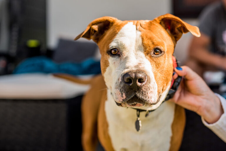 American Staffordshire Terrier