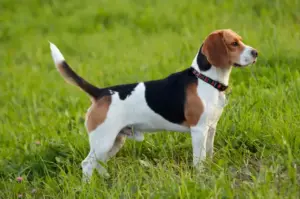 Beagle