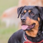 Beauceron_infos_race_assurance_santevet