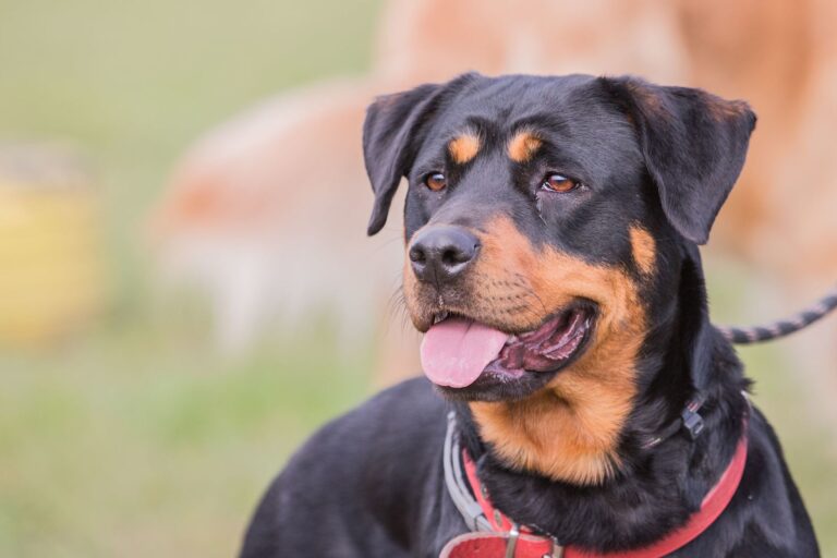 Beauceron (bas rouge, berger de beauce)