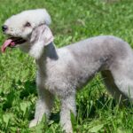 Bedlington_terrier_assurance_santévet
