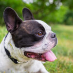 Race de chien : Bouledogue Français