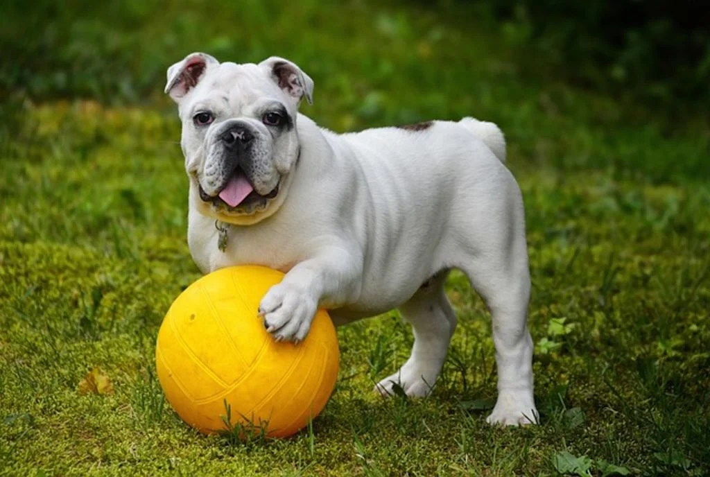 Bouledogue anglais qui a chaud