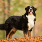 Race de chien : Bouvier Bernois