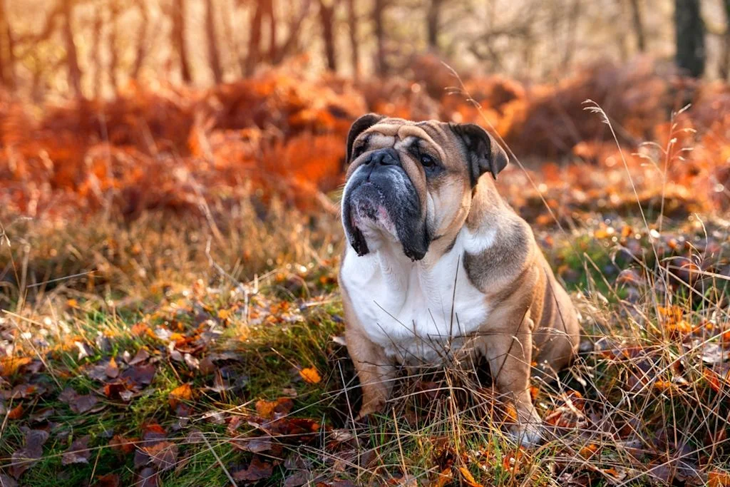 Bulldog Anglais 2