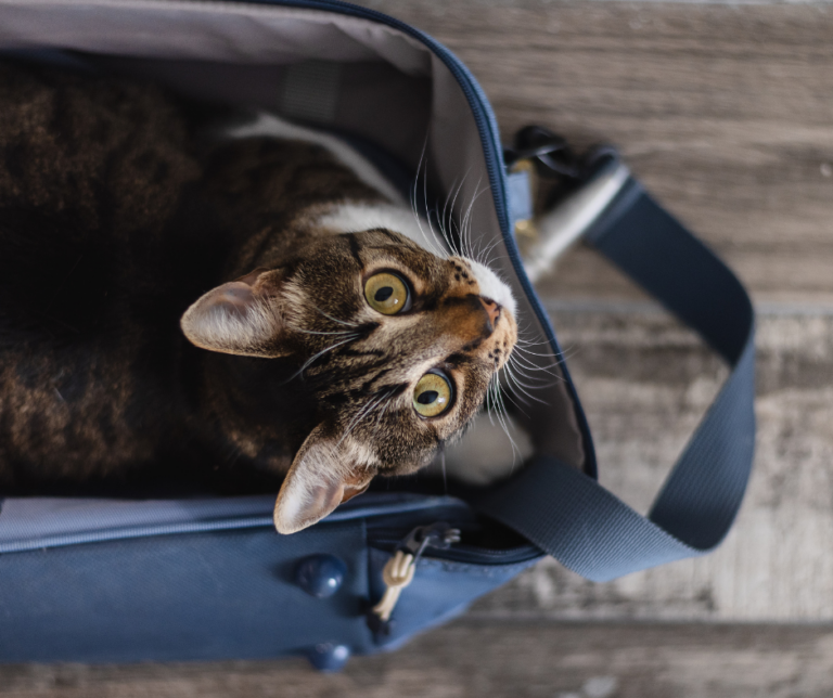 Bien voyager avec son chat