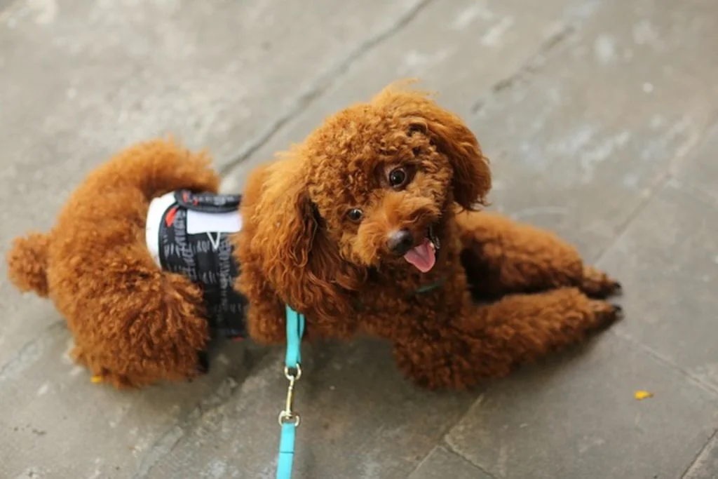 Caniche toy